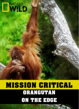 Mission Critical: Orangutan On The Edge 2016